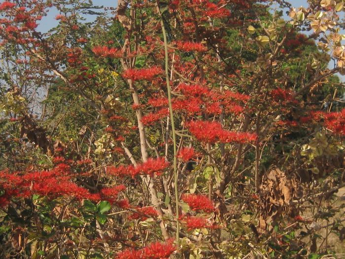 Combretum microphyllum - a-alte seminte rare