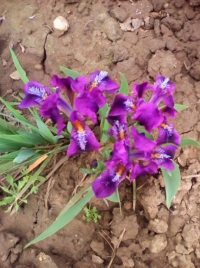 Irisi - flori din gradina 2014