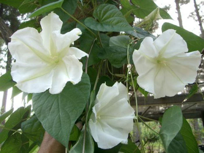 Ipomoea alba - a-alte seminte rare