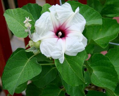 Ipomoea albivenia - a-alte seminte rare