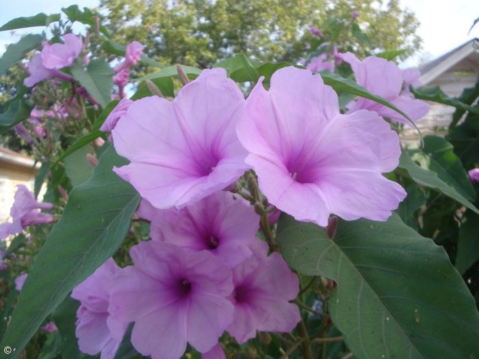 Ipomoea carnea - a-alte seminte rare