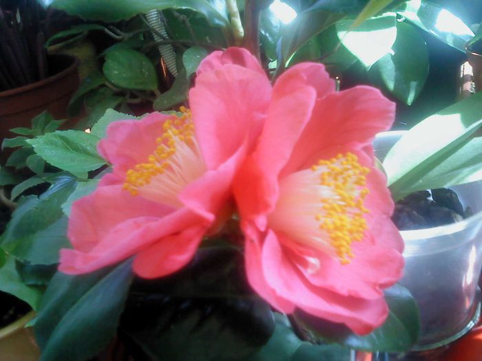 Camelia