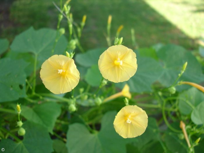 Ipomoea hederifolia lutea - a-alte seminte rare