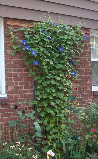 Ipomoea hirsuta Mini Sky Blue - a-alte seminte rare