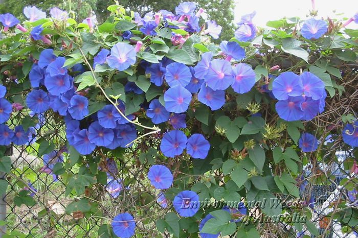 Ipomoea indica - a-alte seminte rare