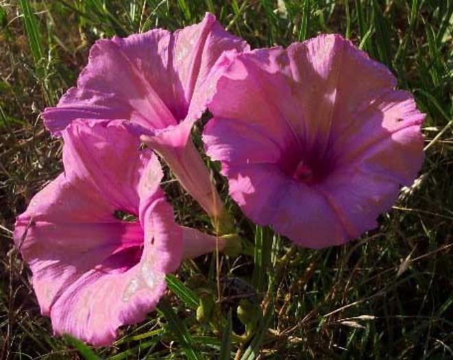 Ipomoea leptophylla - a-alte seminte rare