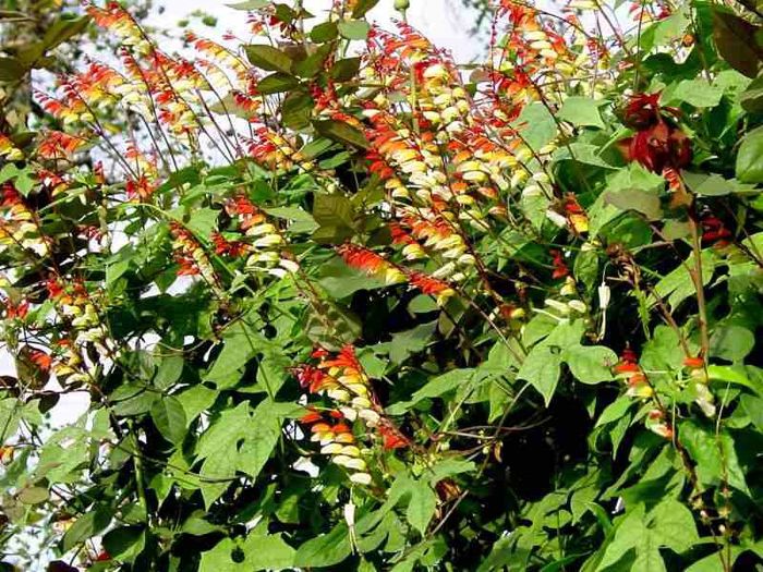 Ipomoea lobata - a-alte seminte rare