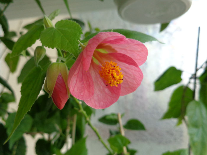 abutilon roz(28-03-2014) - Abutiloni 2014