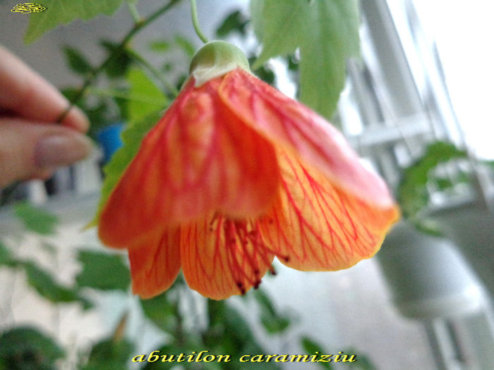 abutilon caramiziu (7-03-2014) - Abutiloni 2014