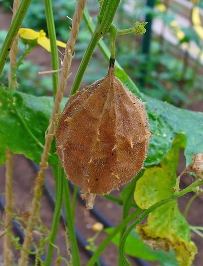 Luffa operculata