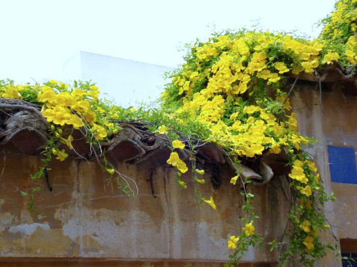 Macfadyena unguis-cati - a-alte seminte rare