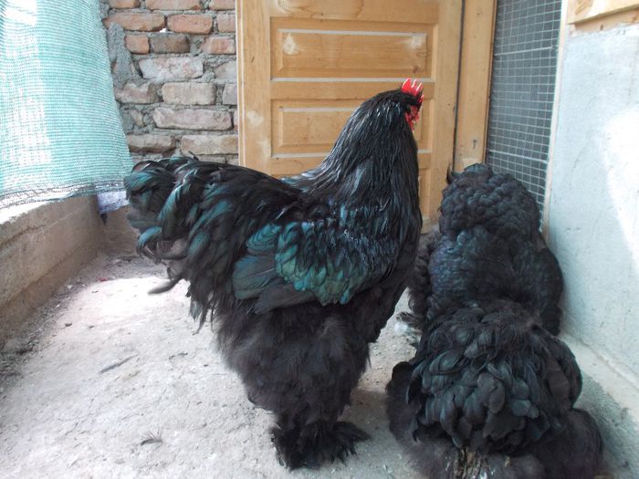 DSCN0255 - matca 2014