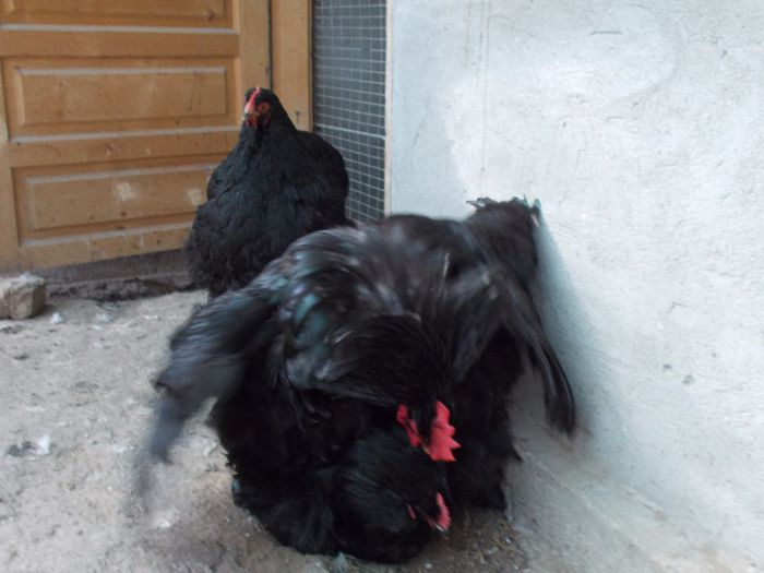 DSCN0257 - matca 2014