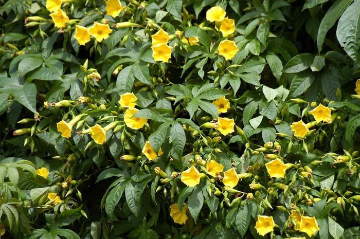 Merremia tuberosa - a-alte seminte rare