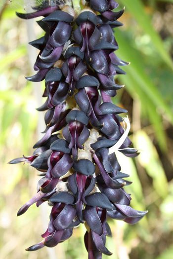 Mucuna pruriens - a-alte seminte rare