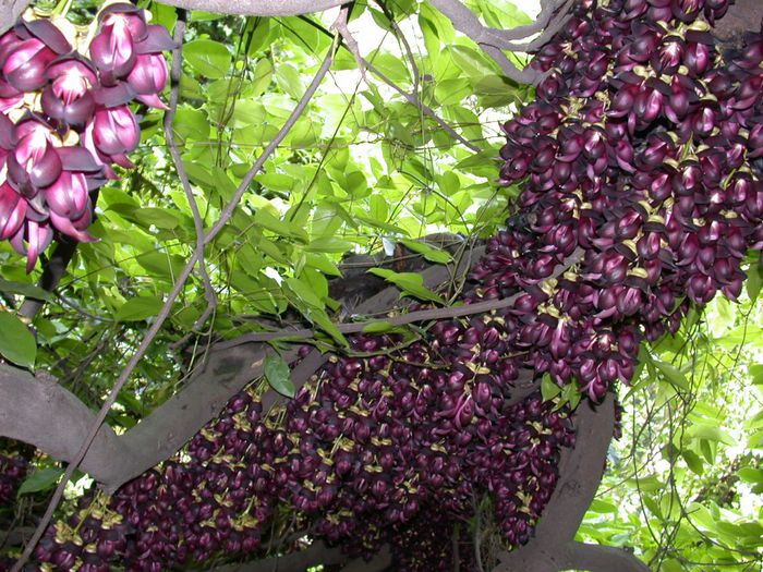 Mucuna sempervirens - a-alte seminte rare