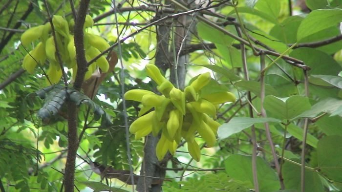 Mucuna sloanei - a-alte seminte rare