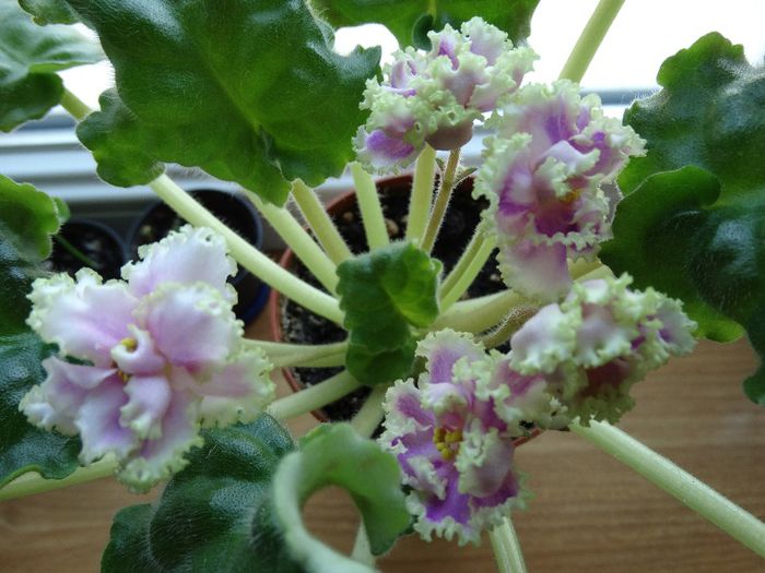 DSC00111 - Winter Smile