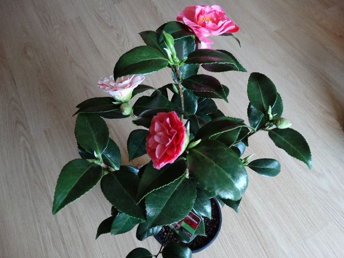 DSC00187 - Camelia japonica