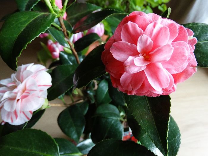 DSC00208 - Camelia japonica