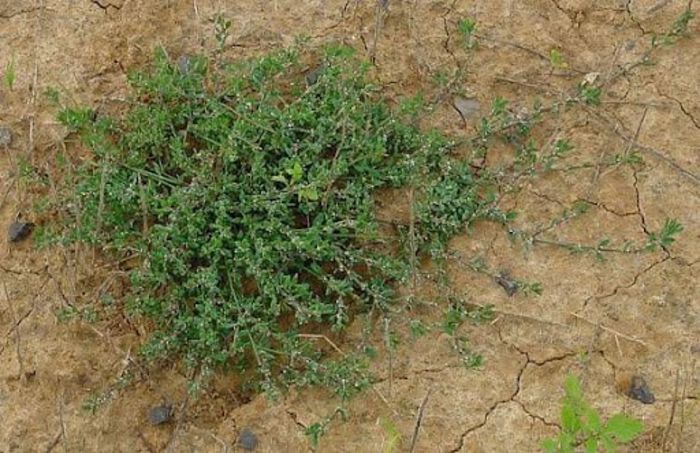 Troscot; (Polygonum aviculare)http://www.pesticide.ro/ghidul-buruienilor/polygonum-aviculare-troscot
