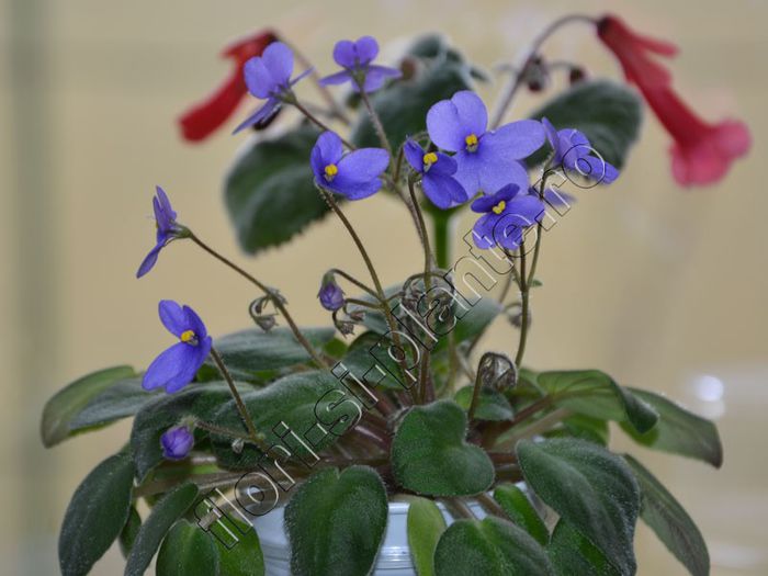 Saintpaulia Lilla blåklockan  - mini trailer