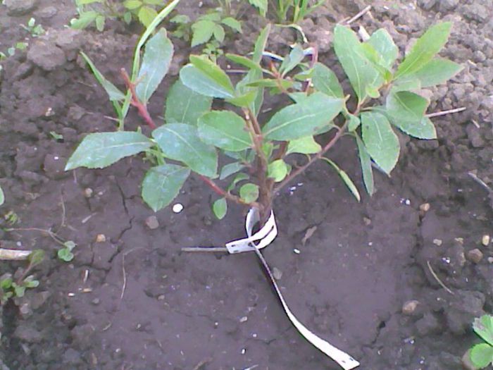 martie 2014 - Arbust de fragute  arbutus unedo