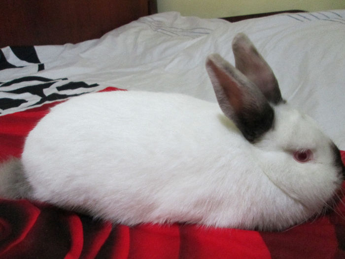 4 Luni si 3 Saptamani