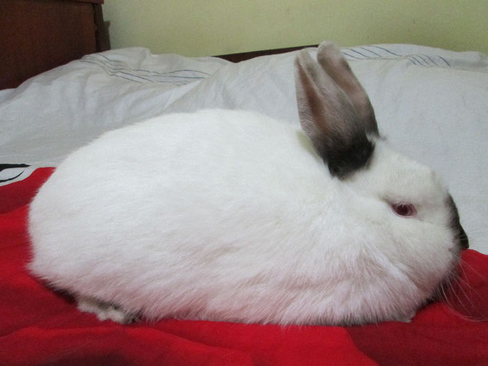 4 Luni si 3 Saptamani