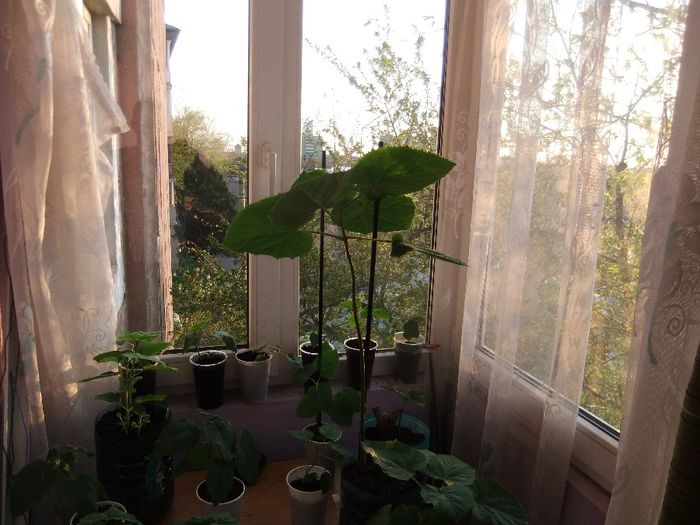 DSCF5204 - puieti paulownia