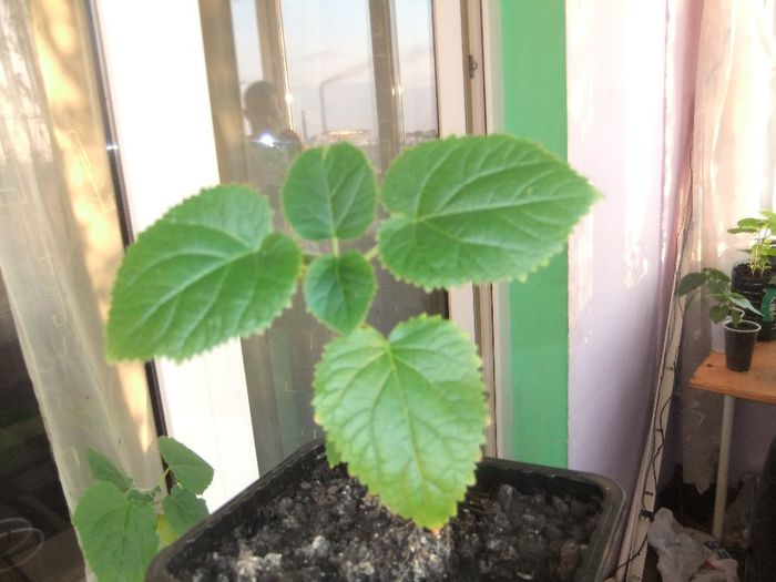 DSCF5219 - puieti paulownia