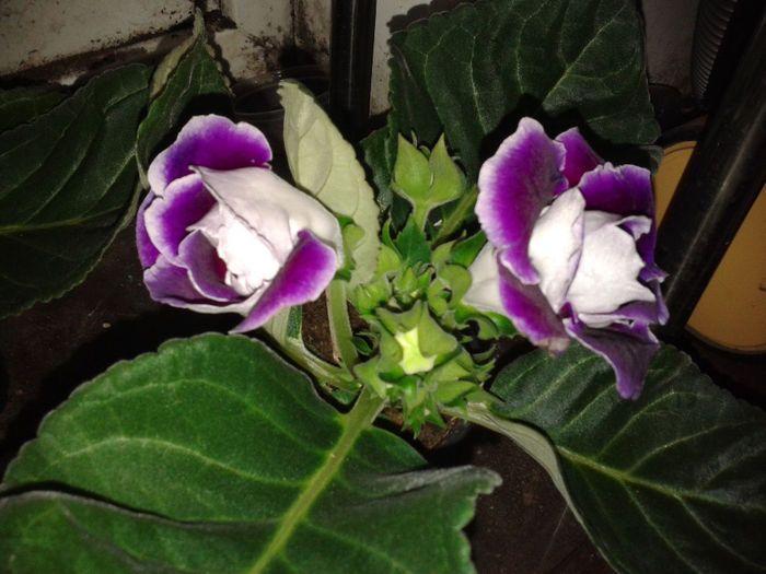 20140326_070744 - gloxinia 2014