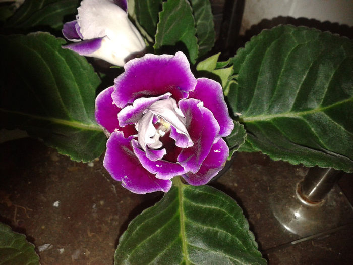 20140326_070814 - gloxinia 2014