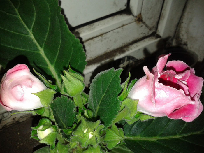 20140326_070905 - gloxinia 2014