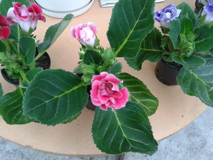 20140327_175014 - gloxinia 2014