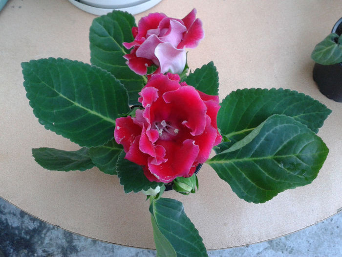 20140327_175046 - gloxinia 2014