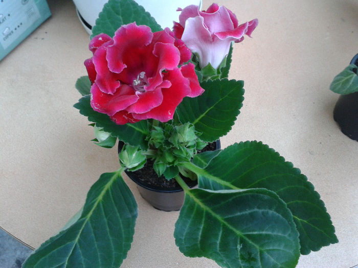 20140327_175059 - gloxinia 2014