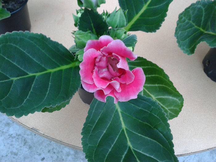 20140327_175122 - gloxinia 2014