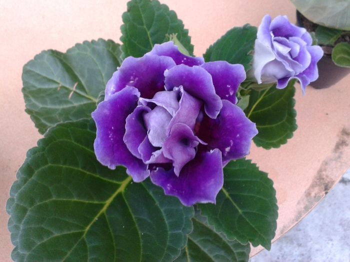 20140327_175144 - gloxinia 2014