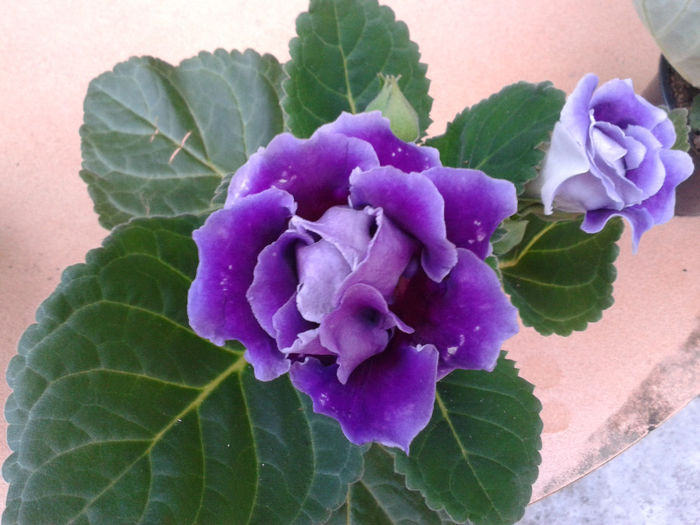 20140327_175154 - gloxinia 2014