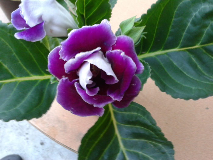 20140327_175221 - gloxinia 2014