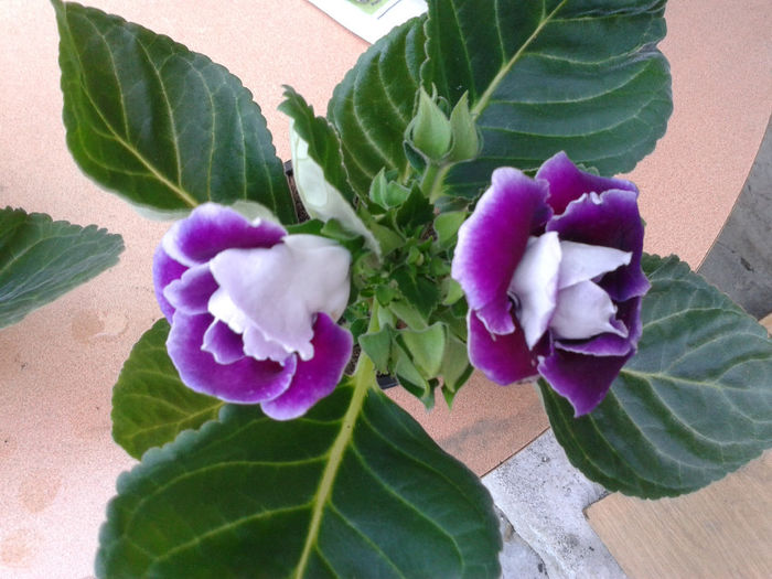 20140327_175230 - gloxinia 2014