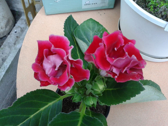 20140327_175250 - gloxinia 2014