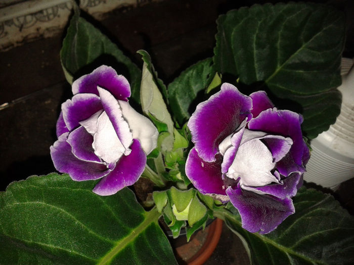 20140328_184344 - gloxinia 2014