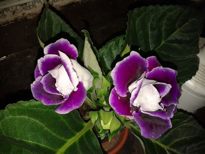 20140328_184348 - gloxinia 2014