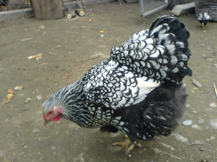 DSC04812