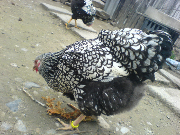 DSC04811