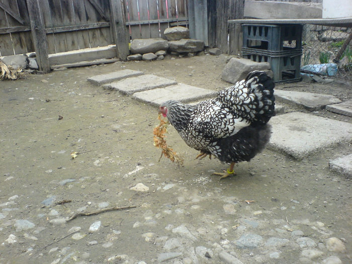 DSC04805