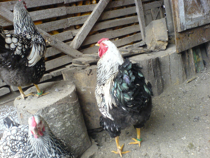 DSC04804