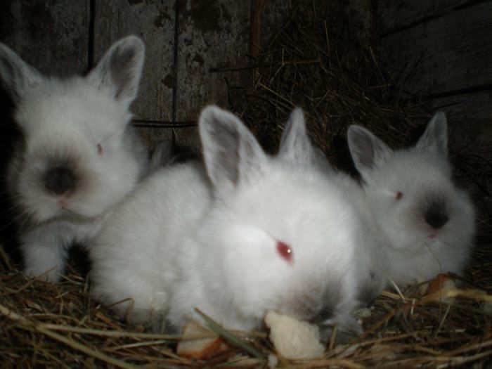 Pui femela Nr.2-3 saptamani